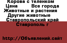 Корова с теленком › Цена ­ 69 - Все города Животные и растения » Другие животные   . Ставропольский край,Ставрополь г.